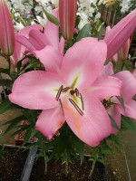 [4610 VZ W05 3021-04 Cathay No02.JPG]